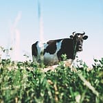 Cow Photo 2