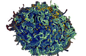 HIV Tcell